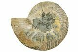 Cut & Polished Ammonite Fossil (Half) - Madagascar #347516-1